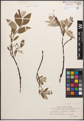 Foto von Salix caprea L. x Salix lapponum L.